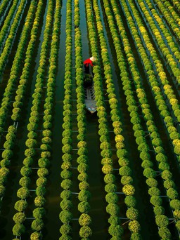 Ngắm làng hoa đẹp nhất Việt Nam những ngày giáp tết
