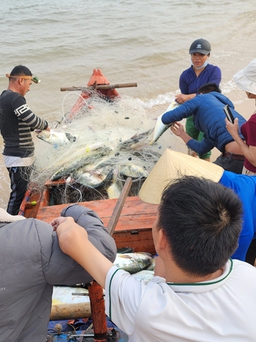 Sau tết, ngư dân Quảng Bình trúng đậm mẻ cá bè