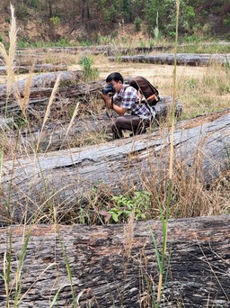 Khởi tố nhóm lâm tặc phá rừng ở Kon Tum