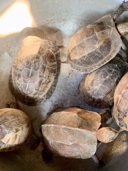 Làm vườn nhà bắt được 6 con rùa quý hiếm