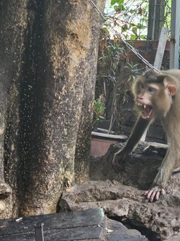 Mở sạp trái cây bán khai trương đầu năm bị khỉ tấn công gây thương tích