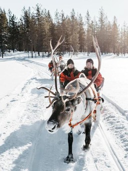 Thử lái xe tuần lộc tại Lapland, Phần Lan: Quê hương của ông già Noel
