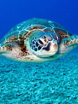 Vì sao ăn thịt rùa biển có thể gây ngộ độc?