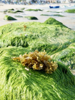 Ngắm mùa rêu xanh tuyệt đẹp ở biển Quy Nhơn
