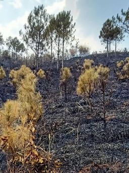 Công nhân bảo dưỡng đường làm cháy rừng trồng ở Kon Tum