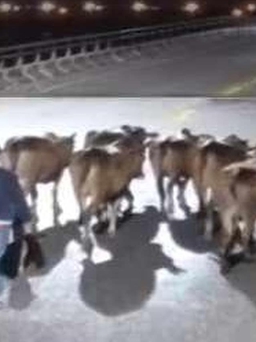 Thừa Thiên - Huế: Trộm 12 con bò, dắt hơn 10 km để tiêu thụ
