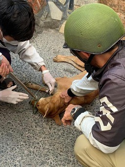Bình Thuận: Chó dại thả rông cắn 4 người ở TP.Phan Thiết