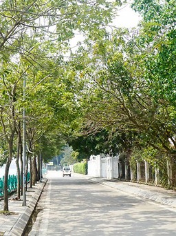 Con đường chỉ 1 km ở Việt Nam vào top 30 đường phố đẹp nhất thế giới