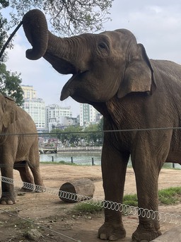 Vườn thú Hà Nội bị chê 'tồi tệ', thực tế bên trong thế nào?