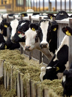Lần đầu trên thế giới, bò sữa mắc cúm gia cầm H5N1