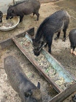  Xuất hiện ổ dịch tả lợn châu Phi ở Lâm Đồng