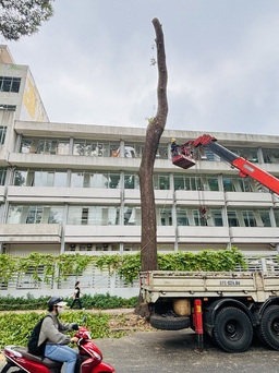 1 cây sao đen trồng từ thời Pháp ở đường Nguyễn Đình Chiểu bị đốn hạ, vì sao?
