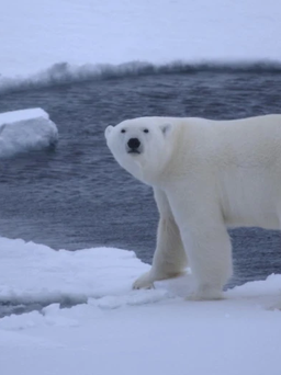 Bắc Cực có thể sắp phải đối diện mùa hè không băng