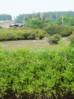 Từng bước hoàn tất đo lại diện tích Khu bảo tồn thiên nhiên Tiền Hải