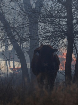 Đã có người nhận trách nhiệm trong vụ cháy rừng lớn nhất lịch sử Texas