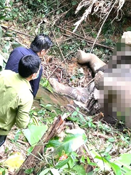 Nghệ An: Thêm một con voi hoang dã chết trong rừng