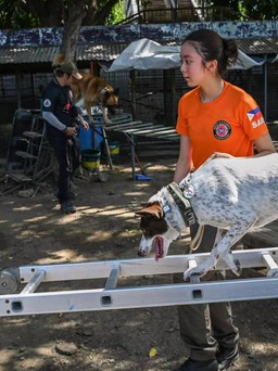 Huấn luyện chó cưng tìm người sống sót sau động đất