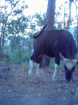 Phát hiện thêm đàn bò tót số lượng lớn ở Vườn quốc gia Phước Bình