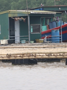 Dựng bè nuôi trồng thủy sản trái phép, lấn chiếm luồng hàng hải trên sông Bạch Đằng