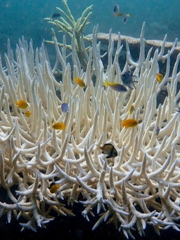 Rạn san hô lớn nhất thế giới đang bị tẩy trắng tồi tệ nhất lịch sử