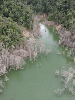 Thủy điện tích nước làm chết 25 ha rừng, 15 cán bộ bị xem xét xử lý