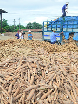 3 tháng, Trung Quốc chi hơn 400 triệu USD nhập khẩu sắn Việt Nam