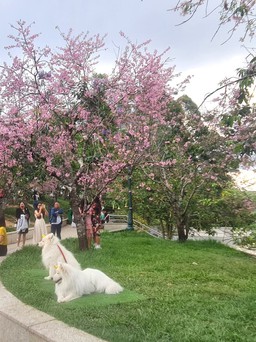 Đem chó Alaska 'chặn' khách chụp ảnh bên cây mai anh đào, chủ bị lập biên bản