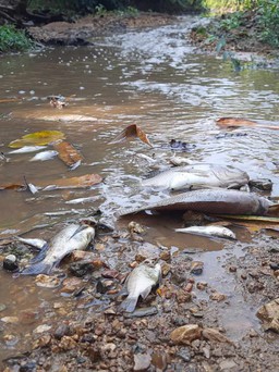 Quảng Trị: Xả thải ra suối Rào Trường, chủ trang trại heo bị phạt 155 triệu đồng