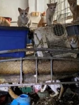 Bị xử tù vì bỏ mặc 43 con mèo