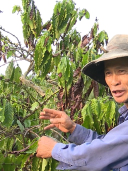 Kon Tum: Thủ phủ cà phê trước nguy cơ mất mùa do nắng nóng