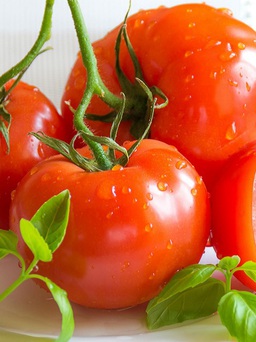 Vì sao người bị loét dạ dày cần tránh ăn cà chua?