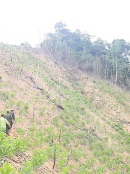 Quảng Trị: Ban quản lý rừng lập hồ sơ kiện nhiều hộ dân phá rừng phòng hộ
