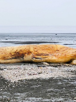 Xác cá voi dài 9m trôi dạt vào bờ biển Nghệ An