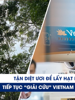 Xem nhanh 20h ngày 15.5: Đốn ươi lấy hạt trong rừng phòng hộ | Xin gia hạn nợ 4.000 tỉ để ‘cứu’ Vietnam Airlines