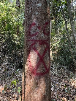 Đốn hạ rừng phòng hộ để săn ươi: Đánh dấu để tỉa cành, chặt hạ