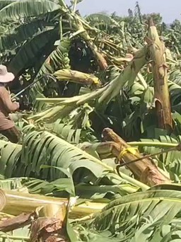 Đồng Nai: Lốc xoáy đi qua, càn quét hơn 115 ha chuối ngã đổ