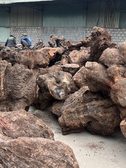 Quảng Nam: Tạm giữ hàng trăm khối gỗ xá xị trị giá hơn 3 tỉ đồng