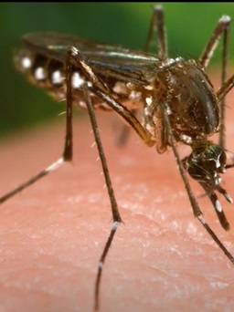 Bang California thả hàng vạn muỗi đực để khắc chế muỗi lây lan
