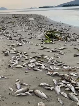 Xác cá chết nằm la liệt bờ vịnh Đà Nẵng