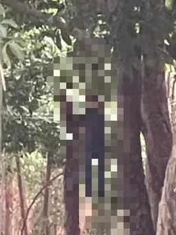 Đồng Nai: Phát hiện người tử vong trong tư thế treo cổ tại rừng cao su