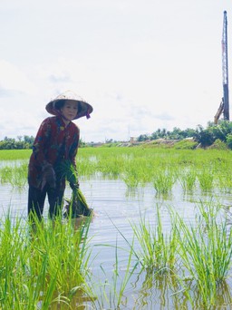 Hỗ trợ cho nông dân Hậu Giang có lúa bị nhiễm mặn ven đường cao tốc