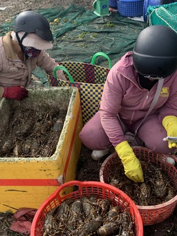Vụ tôm cá chết hàng loạt ở Phú Yên làm thiệt hại hơn 38  tỉ đồng