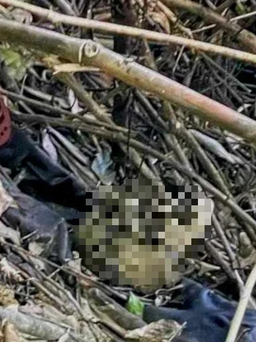 Quảng Bình: Tìm thấy thi thể bị can giết 'vợ hờ' rồi bỏ trốn