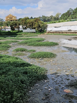 Hồ Đội Có ở Đà Lạt lại ô nhiễm: Nước đen kịt, lớp váng dày đặc