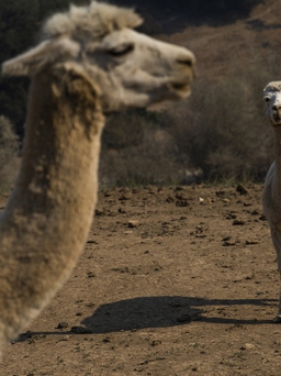 Mỹ lần đầu phát hiện cúm gia cầm ở lạc đà Alpaca