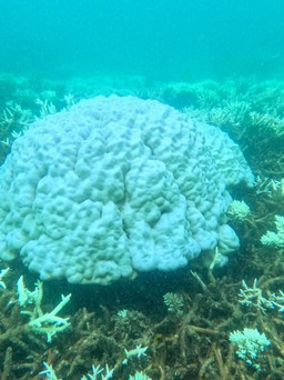 Vì sao san hô ở biển Côn Đảo bị tẩy trắng hàng loạt?