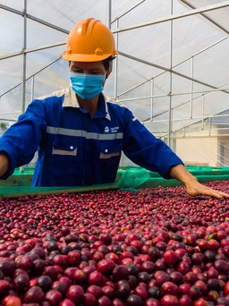 Sản lượng cà phê Việt Nam ước giảm xuống mức thấp nhất trong 4 năm gần đây