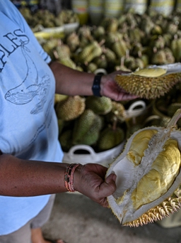 Nông dân trồng sầu riêng Thái Lan than trời vì nắng nóng