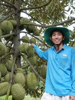 Thạc sĩ trẻ về quê trồng sầu riêng, thu lãi tiền tỉ mỗi năm