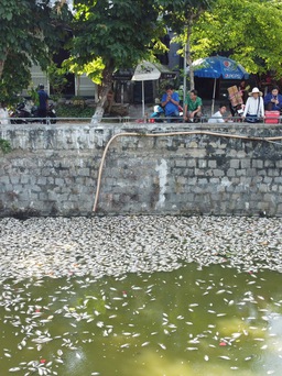 Kết luận vụ cá chết hàng loạt tại hồ Bàu Sen ở Quy Nhơn